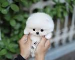 Teacup Puppies and Dogs for Sale - DogsNow