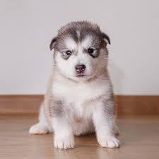 We did not find results for: 1 Alaskan Malamute Puppies For Sale In Dallas Tx