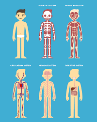 How Your Body Systems Are Connected Revere Health Live