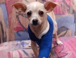 Because of generous donors like you, they are able to rescue, rehabilitate, and rehome thousands of animals like me every year! Finding Your Match Wisconsin Humane Society