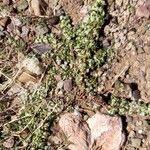 Image result for Guilleminea densa