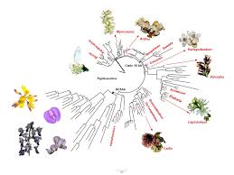 Image result for Pearsonia cajanifolia