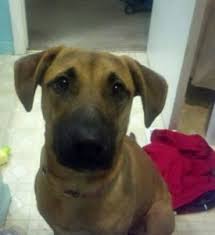 Check spelling or type a new query. German Shepherd Pitbull Mix Breed Info Characteristics And Pictures Animalso