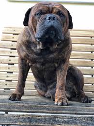 ap berg a massive continental bulldog male continental bulldog kennel hund schosshund