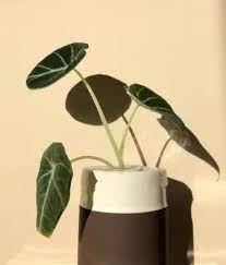 Alocasia Black Velvet Care And Propagation Guide To Make It Thrive In 2021 House Plant Care Easy House Plants Indoor Plant Care