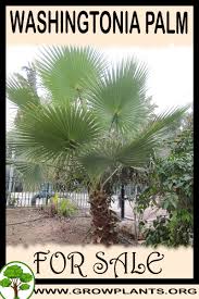 Settle the backfill soil with a water from a hose. Washingtonia Palm For Sale Grow Plants
