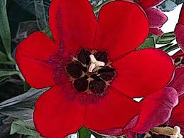 Flores y plantas hermosas para regalar a una mujer. Flor De Tulipan Rojo El Tulipan Es Una Planta Bulbosa De Floracion De Primavera De La Familia De Las Liliaceas Con Flores En Forma De Copa Audazmente Coloreadas Fotos Retratos Imagenes