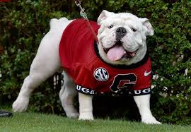 Uga X Que Georgia Bulldog Mascot Bulldog Georgia Bulldogs Football