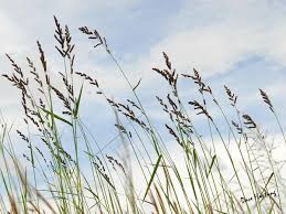 Image result for Echinochloa pyramidalis
