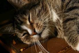 However, it is thought that factors that could have an impact include genetics, environmental causes, diet, certain viruses, and trauma. Brain Tumor In Cats Cause Symptoms Treatment