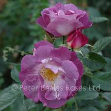 The colourful blooms have a whiter centre plus attractive golden stamens. Blue For You Bush Rose Peter Beales Roses The World Leaders In Shrub Climbing Rambling And Standard Classic Roses