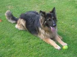 The tan in tan & black and red in red & black is often seen as two different colors of german shepherds. More German Shepherd Puppies And Dogs That Have Found New Homes