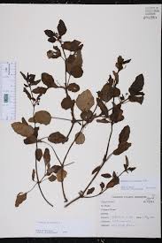 Image result for Boerhavia coccinea