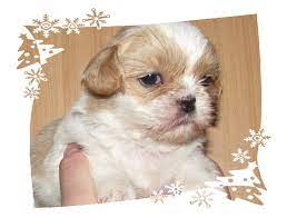 Shih tzu chihuahua mix welpen. Mini Shih Tzu Chihuahua Mix Ruden Welpen In Alsfeld Tiere Kleinanzeigen