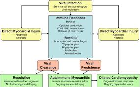 While it's usually caused by an infection, it also can occur in people who suffer from autoimmune disorders. Myocarditis Sciencedirect