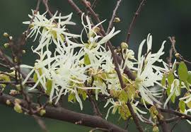 Image result for Hamamelidaceae