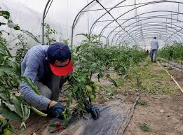 Aurore Projet Les Espaces Verts Et Jardins Biologiques De La Cite Pont Blanc A Sevran Fse