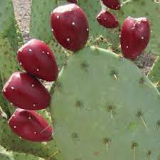 The genus opuntia includes the prickly pear, bunny ears, and beaver tail cacti. Prickly Pear Cacti Many Varieties Many Uses Arizona Daily Independent