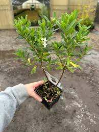 Image result for Synandrodaphne