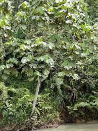 Image result for Macaranga mellifera