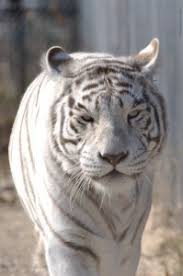 Check spelling or type a new query. The Truth About White Tigers The Wildcat Sanctuary