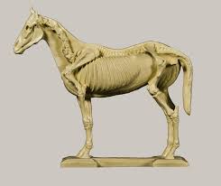The visible horse presentation is a unique and original demonstration by susan harris, in which she paints the muscles and skeletal system on a living horse to show how the anatomy of the horse works in motion at all gaits. Anatomy Of A Horse Study Model Skeleton And Muscle