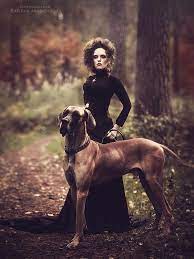 photography by margarita kareva cuded dog photoshoot dane dog great dane dogs