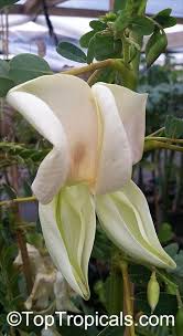 Image result for Sesbania grandiflora
