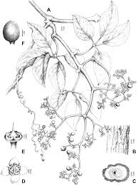 Image result for Cyphostemma heterotrichum