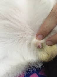 Untuk mengatasi masalah kencing tak lawas/tak boleh control. Cacaaaaaa On Twitter Assalamualaikum Warga Twitter Kucing Saya Mengidap Sakit Batu Karang Flutd Dan Perlu Diwarded Selama 3 Hari Perlu Buat Catherization Masuk Tiub Buat Tu Utk Flush Air Kencing Kos Rawatan Kasar