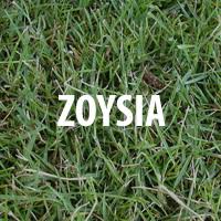 Sod growers give constant and careful attention to fertilizing, mowing kentucky bluegrasses are best adapted to open sunny areas. Best Grass Types For Georgia Lawns Best Pick Reports