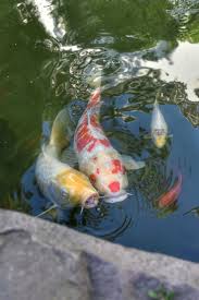 Store it bagged in the freezer if you have to wait a week for trash to. 15 Things That Will Bring Good Luck To Your Home Koi Fish Fish Painting Koi Art