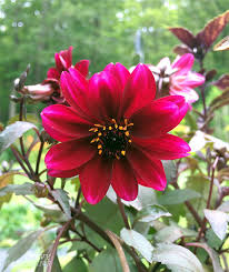 When choosing your flower plants, it's important to select flowers that have the same level of sun tolerance so you don't get wilted, limp looking flowers. Container Plants For Full Sun Choices For Colour Foliage And Texture