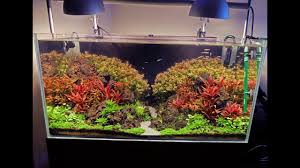 Advanced Guide To Lighting A Planted Tank Basics First Youtube