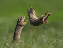 The comedy wildlife photography awards 2021 i loved the expression captured. N8 Qionirphb3m