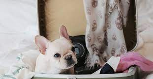 How much to fly a dog. Flying With A Dog Here S What You Need To Know