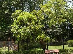 Image result for Gardenia resinifera