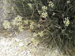 نباتات منين مجموعة من صور النباتات البرية في منين facebook