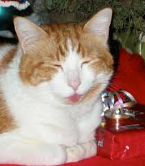 It provides a good opportunity for a social media photo op. Why Does My Cat Stick His Tongue Out Love Meow