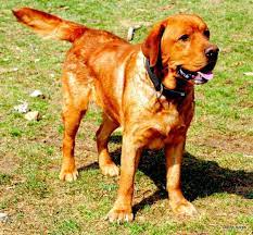 Often called fox red, red labrador puppies have the bright, russet coloration of a fox. Dutch Acres Labradors Home
