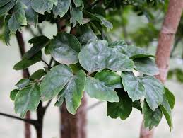 Image result for Polyscias guilfoylei