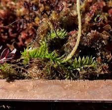 Image result for Lycopodiella caroliniana