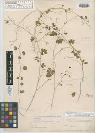 Image result for Aeschynomene nyassana