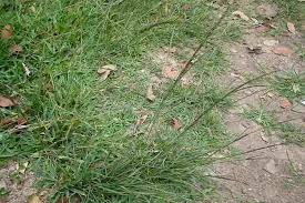 Image result for Sporobolus mauritianus