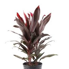 Your garden will just add to the natural beauty of florida. Ti Plant Costa Farms