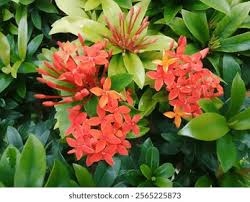 Image result for Ixora longipedunculata