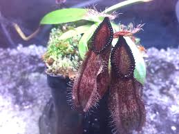 Image result for Nesaea heptamera