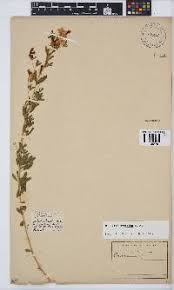 Image result for Dichilus