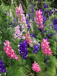 Image result for Delphinium leroyi