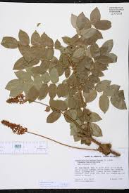 Image result for Guilandina bonduc